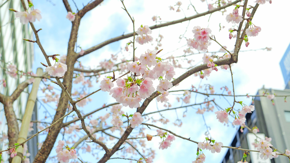 SAKURA
