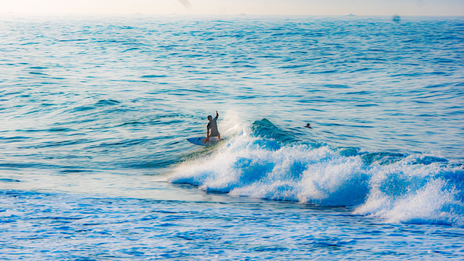 SURF